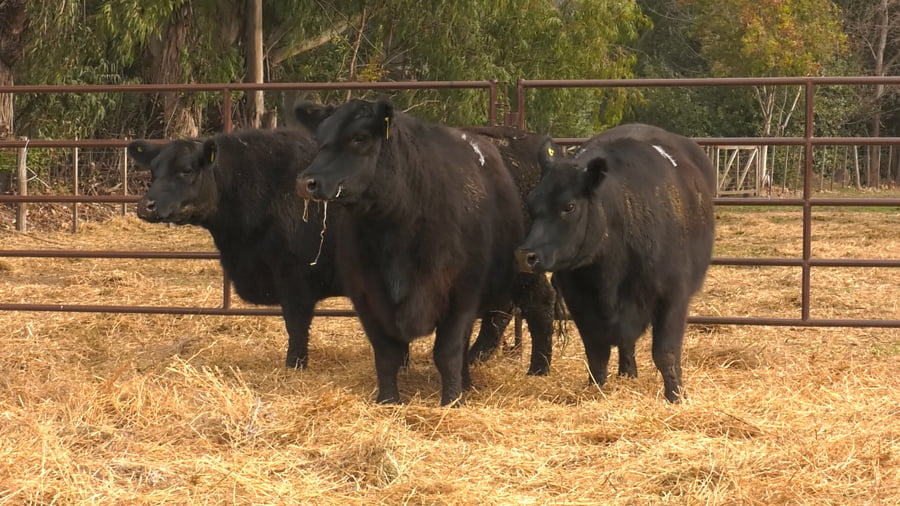 Lote VAQUILLONAS PURAS DE PEDIGREE (c/garantía de preñez o parida)
