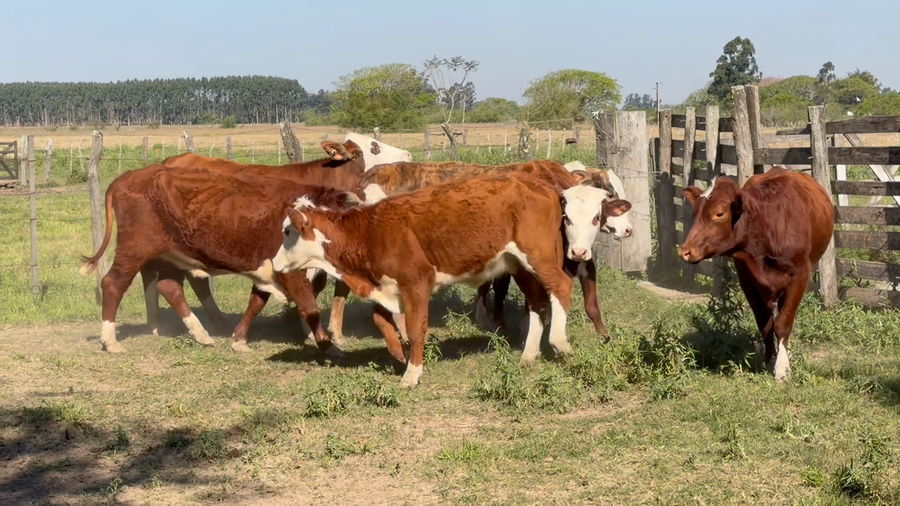 Lote 8 Vaquillonas