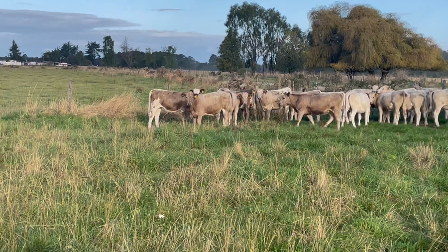 Lote 24 Vaquilla Engorda en Puerto Varas, X Región Los Lagos