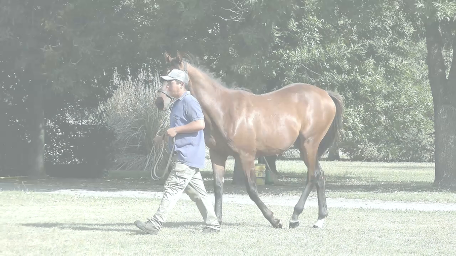 Lote CHUCKY RIDE (RERIDE -  STORMY MACABRA)