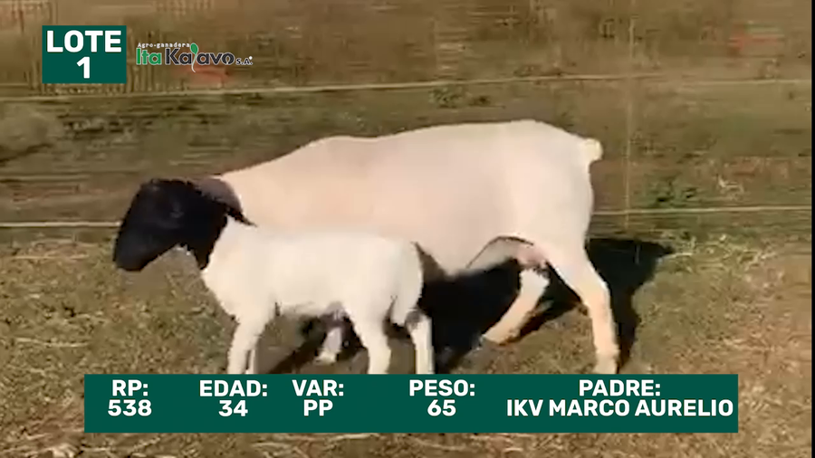Lote LOTE 1
