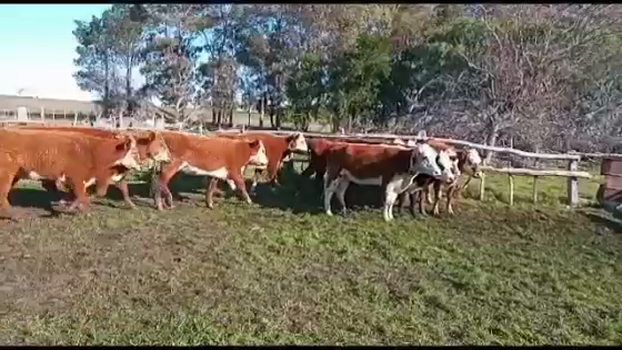 Lote VAQUILLONAS DE 1 A 2 AÑOS