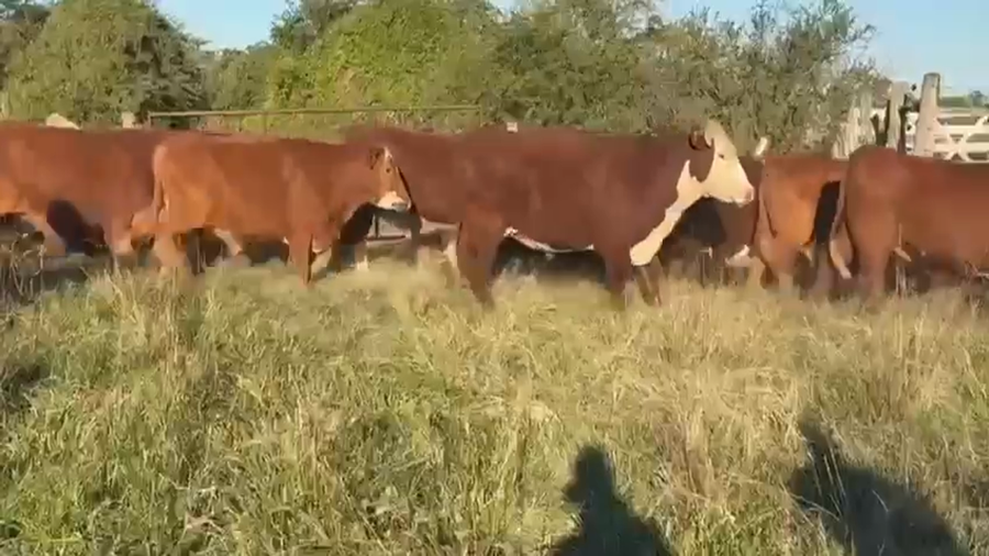 Lote 60 Novillos a Término en Corrientes, Mercedes