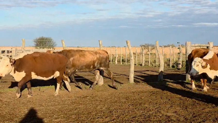 Lote 33 Vacas CUT preñadas