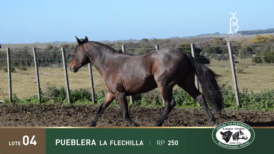 Lote PUEBLERA LA FLECHILLA