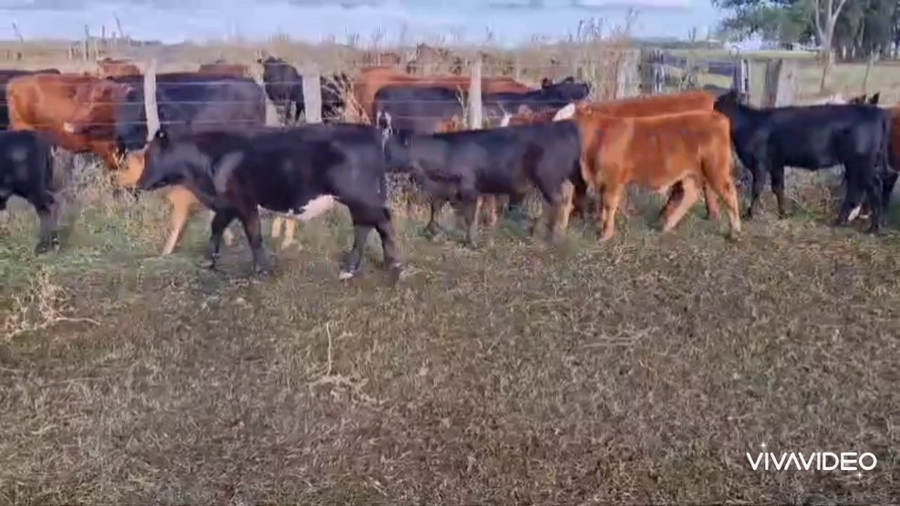 Lote 70 Terneros/as