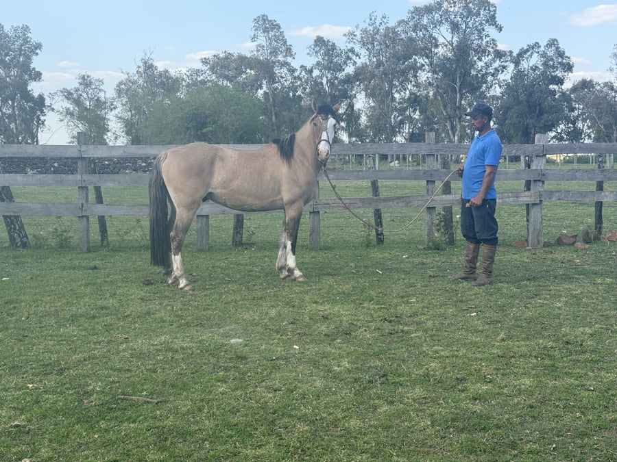 Lote Macho gatiado cara blanca manso