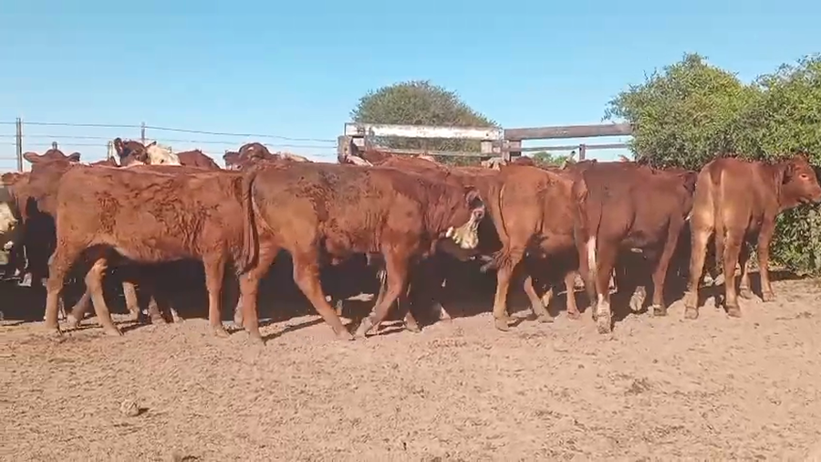 Lote 60 Terneras