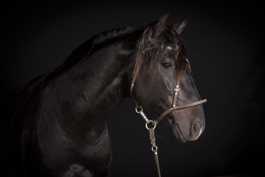 Lote JAGUEL SANDOKAN