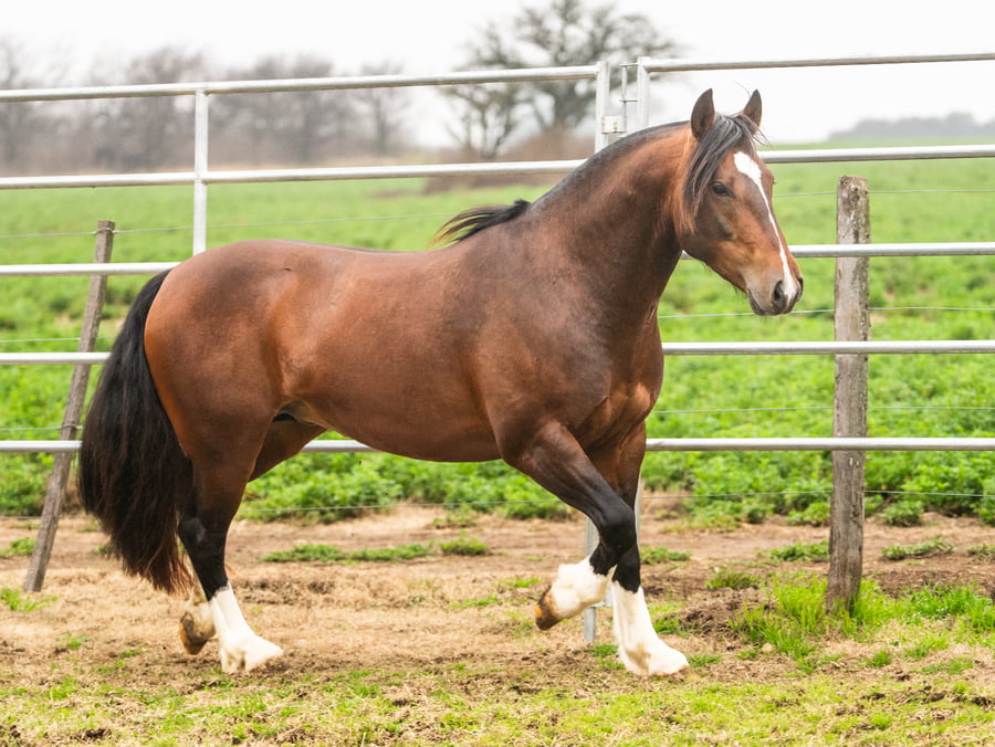 Lote Guirita Hercules 