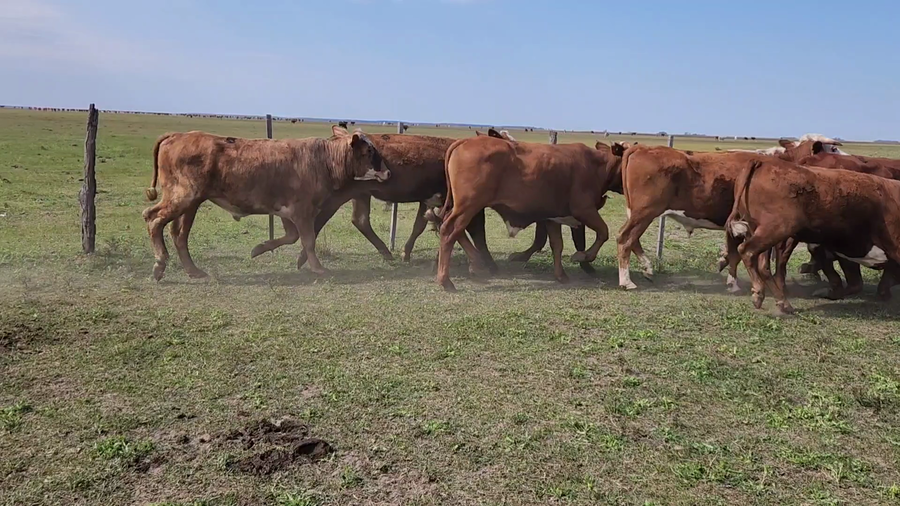 Lote 40 Novillitos en Concepción, Corrientes
