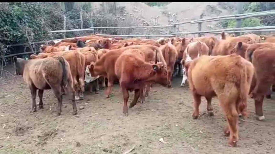 Lote 59 Ternera en Puchuncaví, V  Región Valparaíso