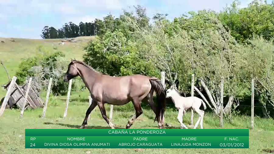 Lote Divina Diosa Olimpia Anumati