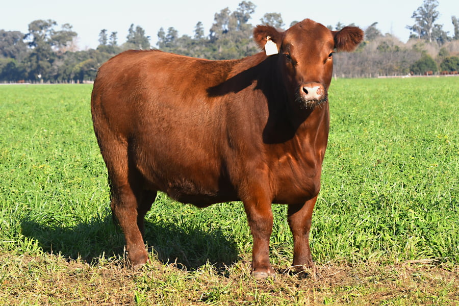 Lote RP 17655 y RP 17690 - VAQUILLONAS ELECCIÓN PP