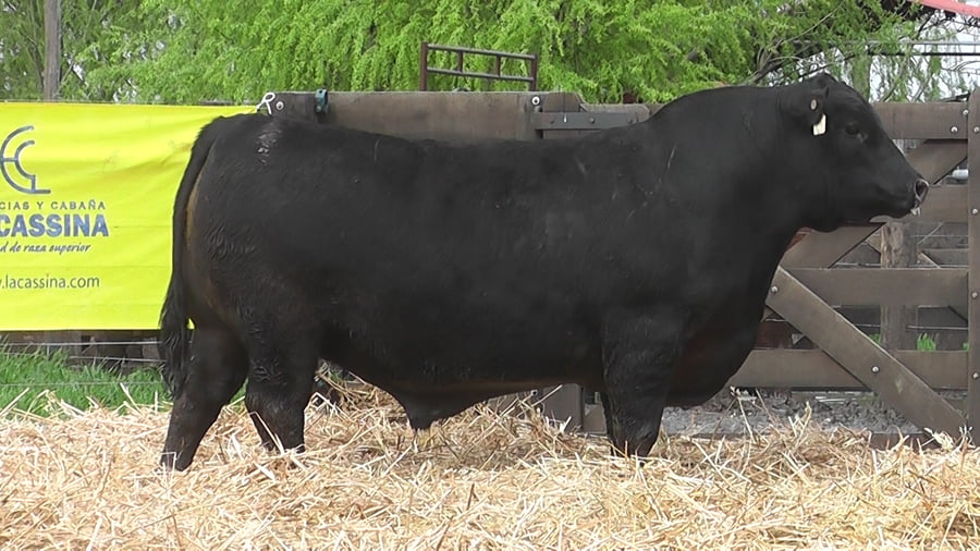 Lote TOROS ANGUS PUROS DE PEDIGREE