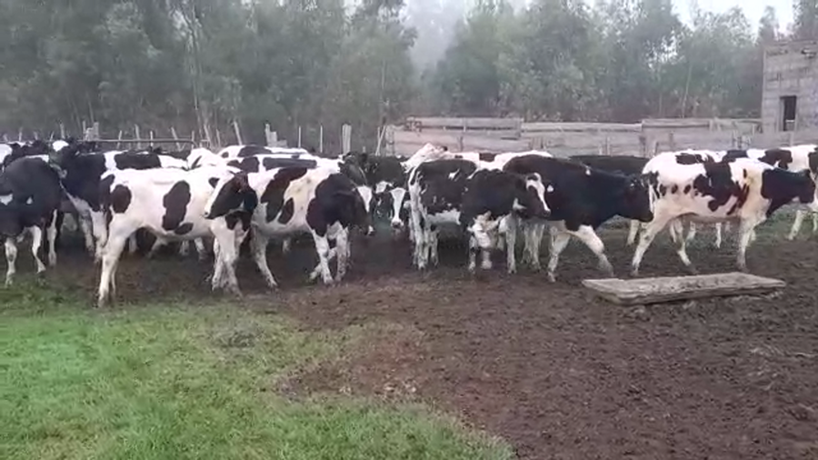 Lote NOVILLOS HOLANDO