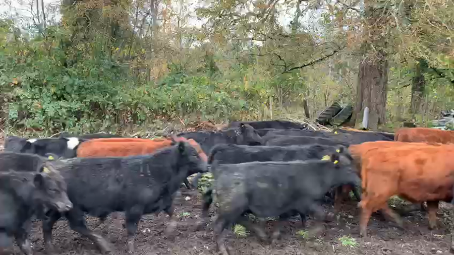 Lote 55 Ternero en Puyehue, X Región Los Lagos