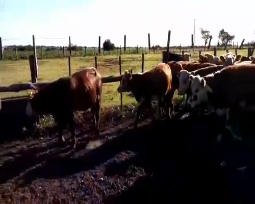 Lote 190 Vaquillonas en Larroque, Entre Ríos