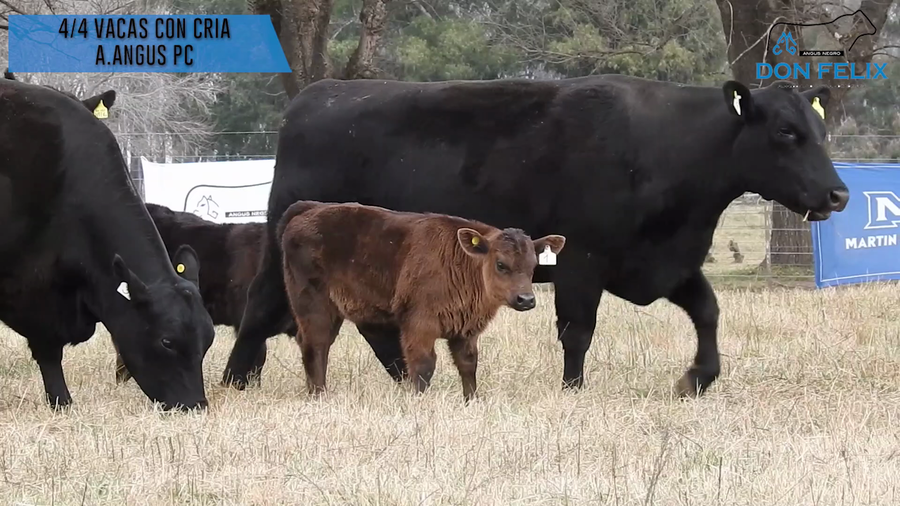 Lote "Cabaña ""Don Felix"" Vaquillonas PC"