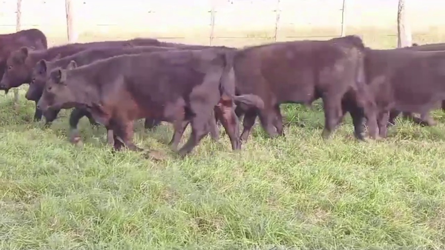 Lote 95 TERNS. MACHOS, AYACUCHO, BS. AS.