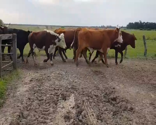 Lote 35 Novillos en Esquina, Corrientes