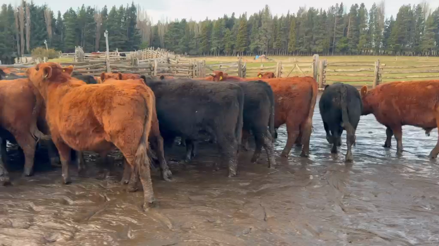 Lote 50 Novillo Engorda en Coyhaique, XI Región Aysén