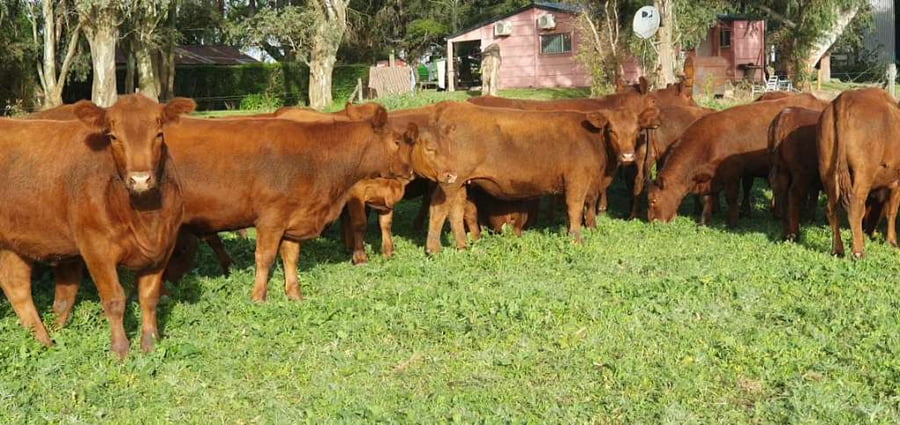 Lote 57 Vaquillonas en Tandil, Buenos Aires