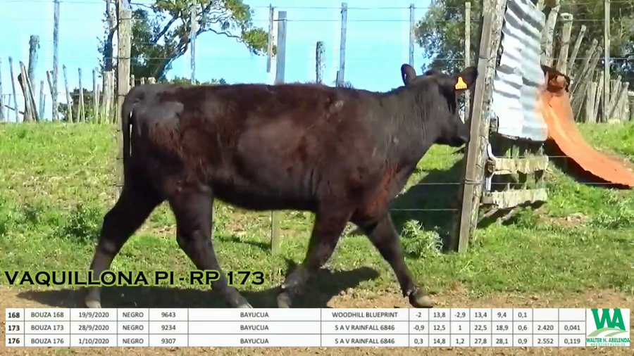 Lote 3 Vaquillonas  a remate en CABAÑA LA PODEROSA, Florida