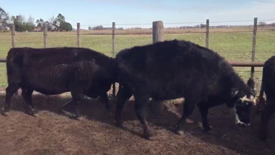 Lote 27 VACAS USADAS PREÑADAS, AYACUCHO, BS. AS.