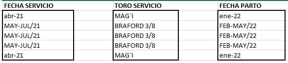 Lote VAQUILLONA PREÑADAS CORRAL 77