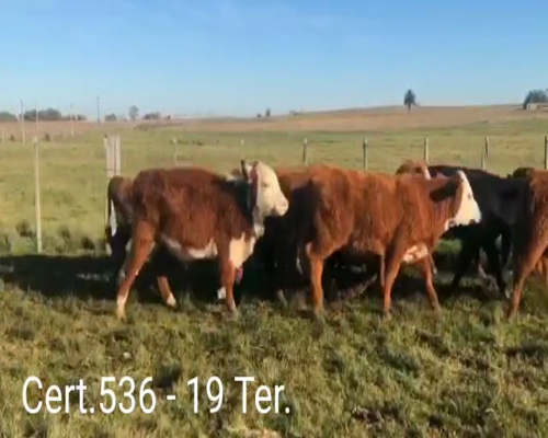 Lote (Vendido)19 Terneros a remate en Remate virtual de Coco Morales & Asoc. 205kg -  en A 10 KM DE SAN JACINTO