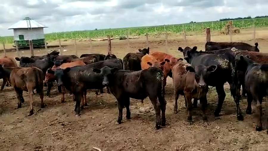 Lote 60 Terneras en Buenos Aires, Bolívar