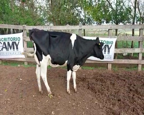 Lote Vaquillonas  HOLANDO a remate en Remate Elite por Pantalla de Ganado Lechero 500kg - , San José