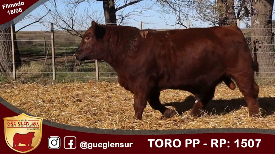 Lote Toro PP
