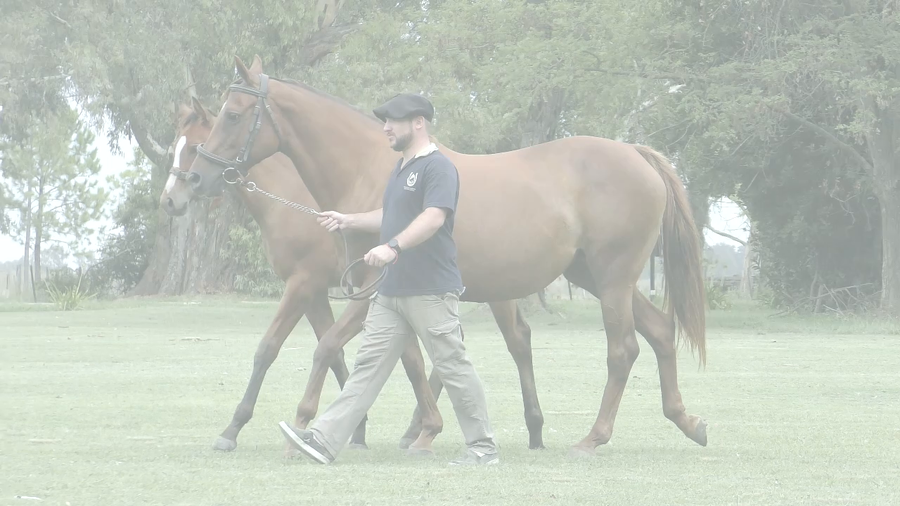 Lote BAMBINA WISE  (LIZARD ISLAND - BAMBINA MINE)  Con cría al pie..  Preñez por STORM EMBRUJADO