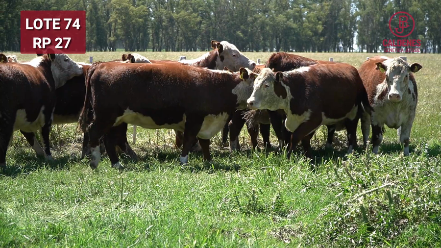 Lote VAQUILLONAS PREÑADAS Rodeo General  -PARICION OTOÑO 2026-