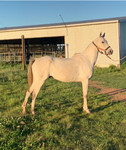 Lote CANSHAK DEL TIMOTE