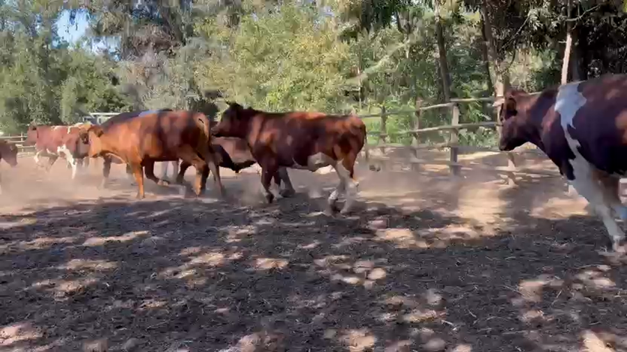 Lote 45 Novillo Gordo en Paine, Región Metropolitana