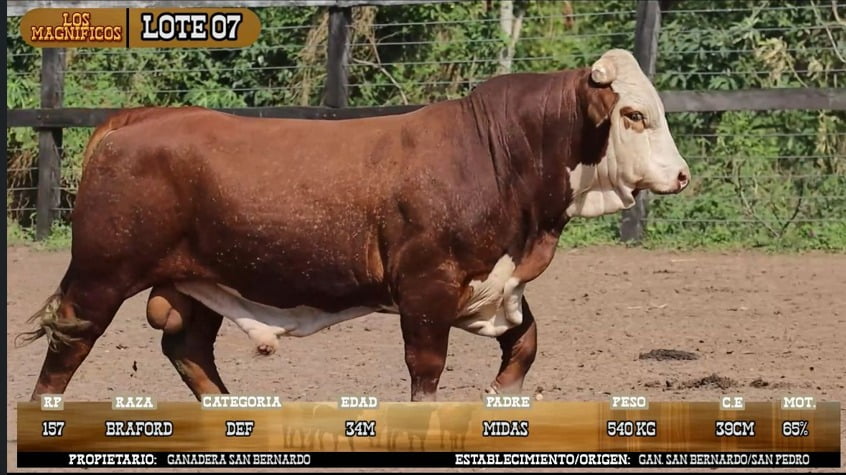 Lote LOTE 7