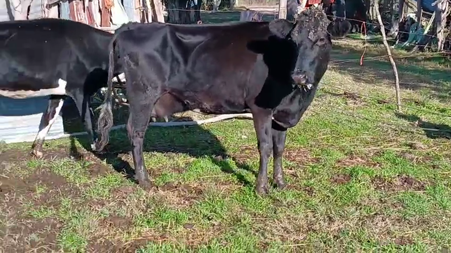 Lote 2 Vaquillonas  Holando y Kiwi a remate en Pantalla Camy 400kg -  en Camino del Cerro