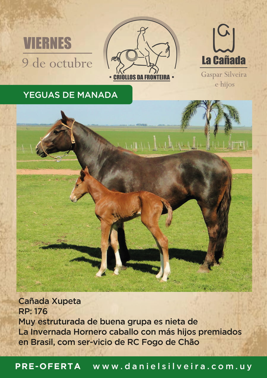Lote Criollos da Fronteira Cañada Xupeta RP: 176