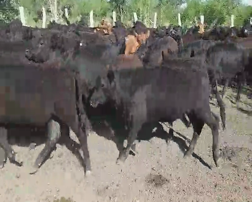 Lote 80 Terneros en Villaguay, Entre Ríos