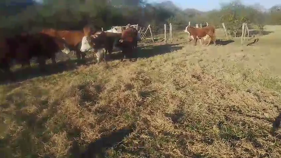 Lote 15 Novillitos y vaquillonas en Corrientes, Curuzu Cuatia