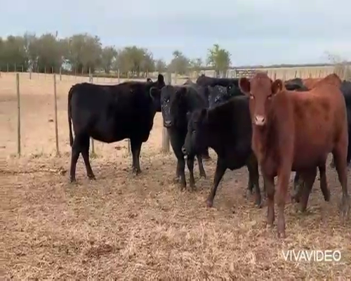 Lote 40 Vaquillonas P/ entorar en Dolores, Buenos Aires