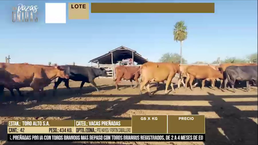 Lote LOTE 47 - 42 VACAS PREÑADAS