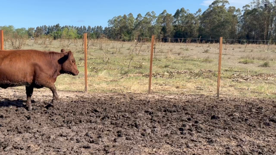 Lote 125 Vientres Preñados en Sauce, Canelones