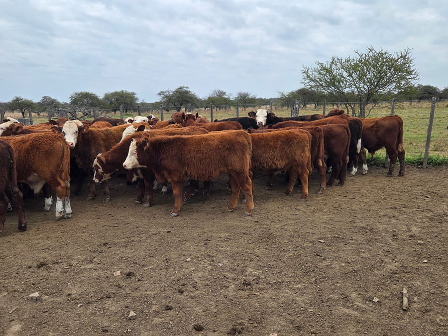Lote 60 Terneros en Corrientes, Curuzu Cuatia