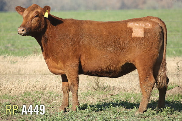 Lote 4 VACAS PREÑADAS PURAS DE PEDIGREE