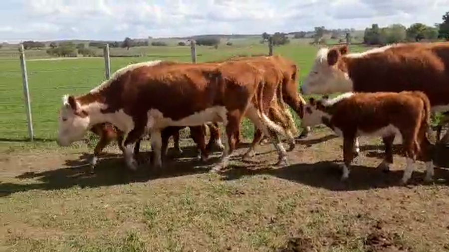 Lote 14 Piezas de cría con hembra