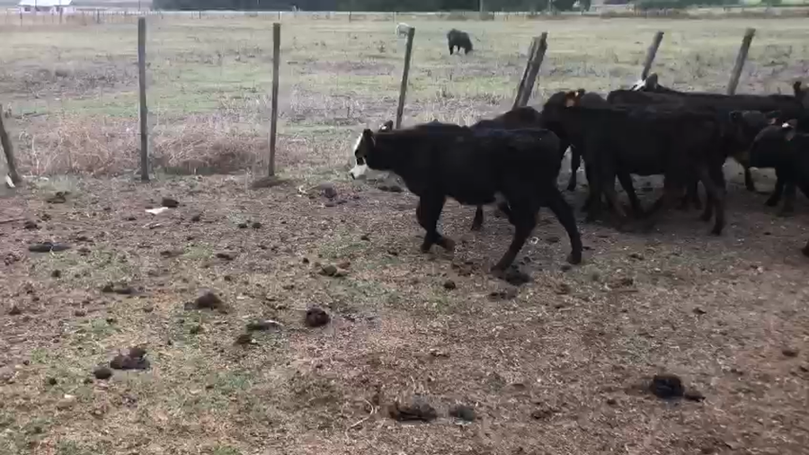 Lote 20 Terneros Angus a remate en Pantalla Camy - Liquidación de Estancia en Tala
